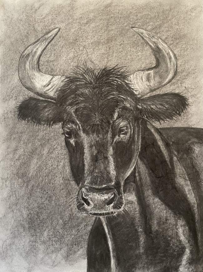 " Vache camarguaise " fusain grand format