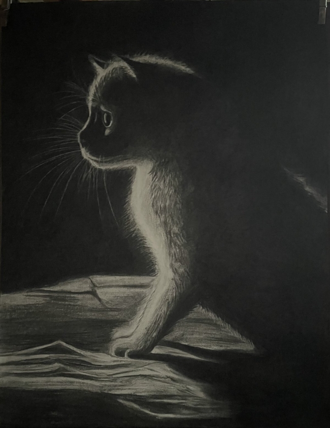 " Chaton dans l'hombre " fusain grand format