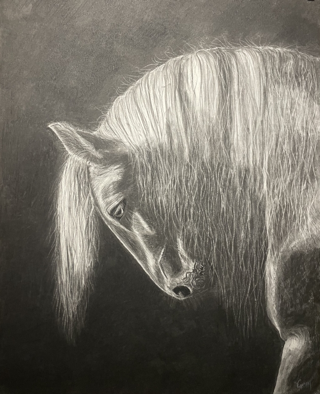 " Camariguo " fusain grand format